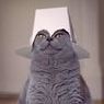 Evil Muffin